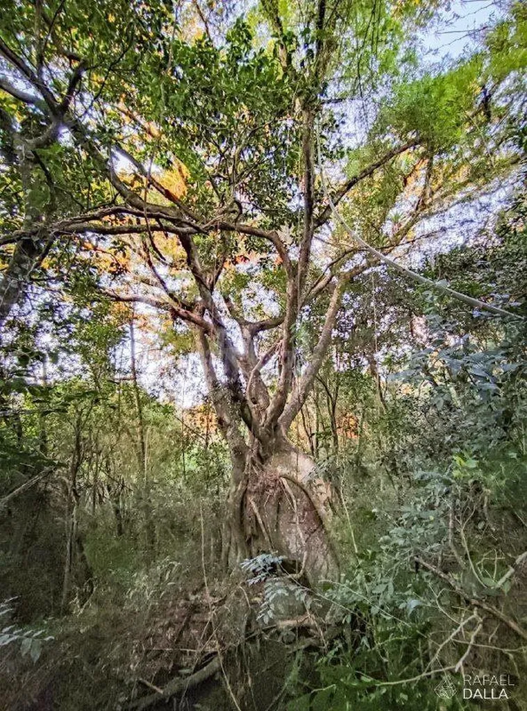 Terreno/Lote Residencial para venda no bairro Restinga em Porto Alegre