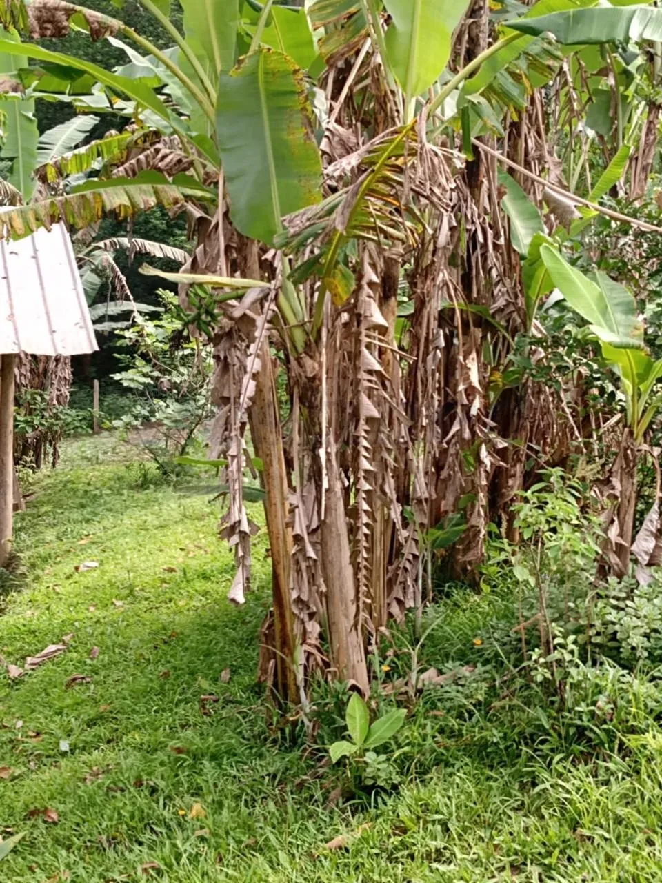 Sítio / Chácara 2 quartos para Venda no bairro Centenário em Sapiranga