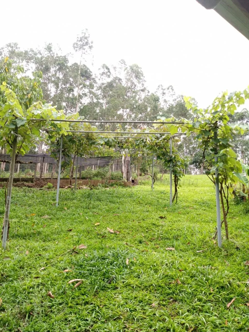 Sítio / Chácara 2 quartos para Venda no bairro Centenário em Sapiranga
