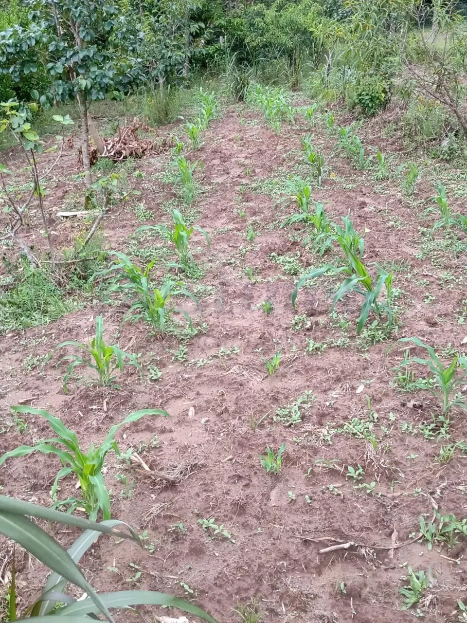 Sítio / Chácara 2 quartos para Venda no bairro Centenário em Sapiranga