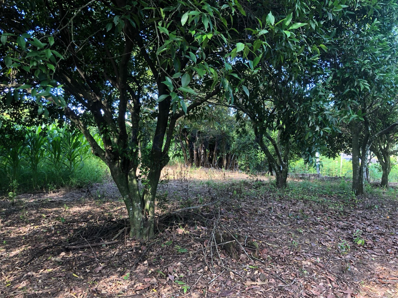 Terreno para Venda no bairro Centro em Rolante