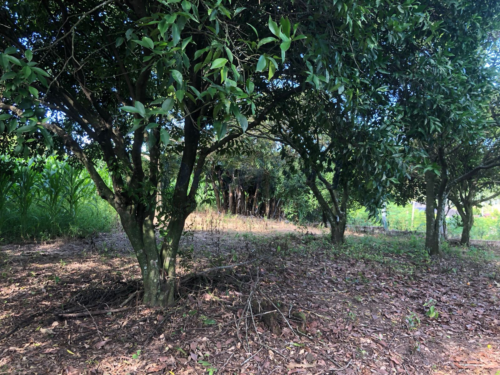 Terreno para Venda no bairro Centro em Rolante