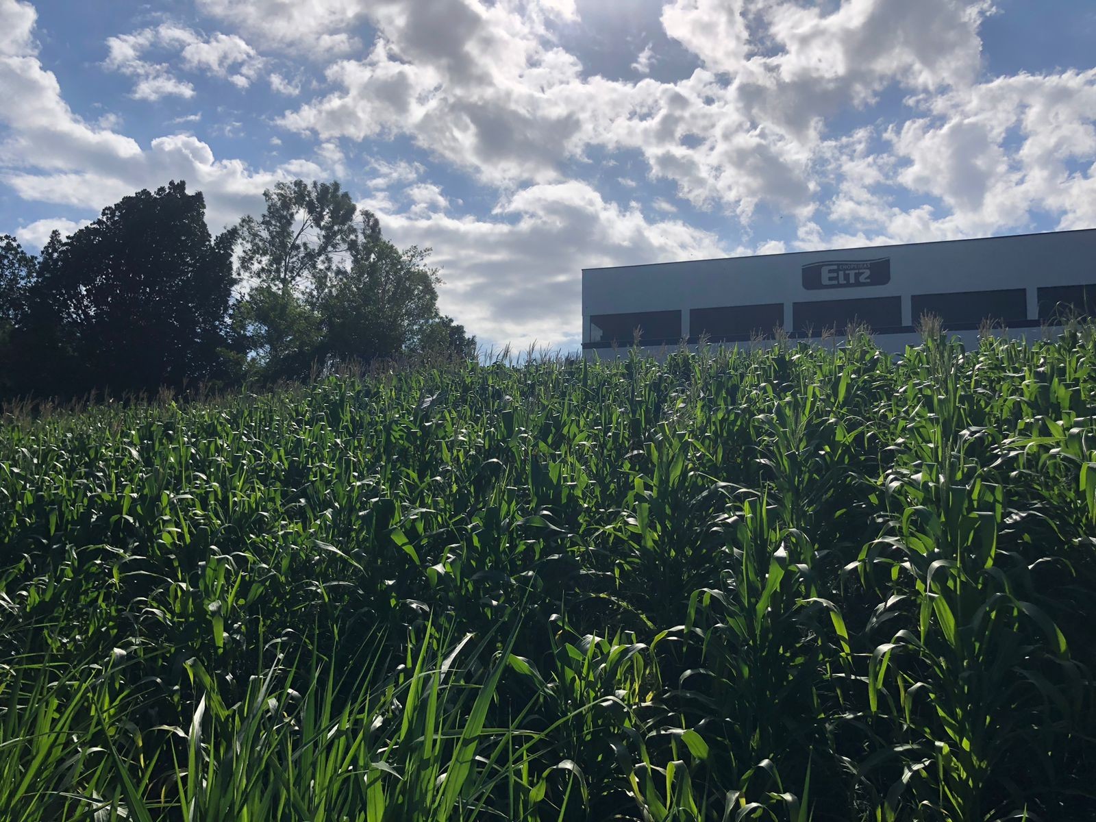 Terreno para Venda no bairro Centro em Rolante