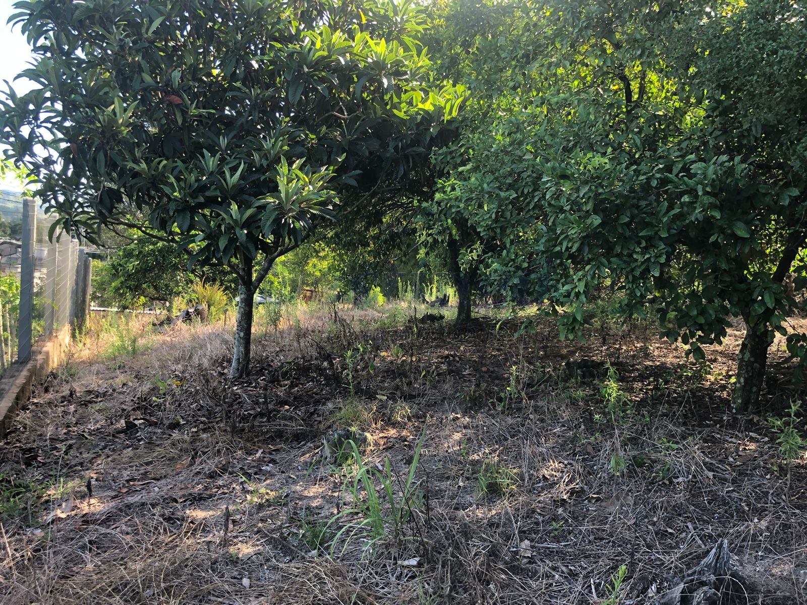 Terreno para Venda no bairro Centro em Rolante