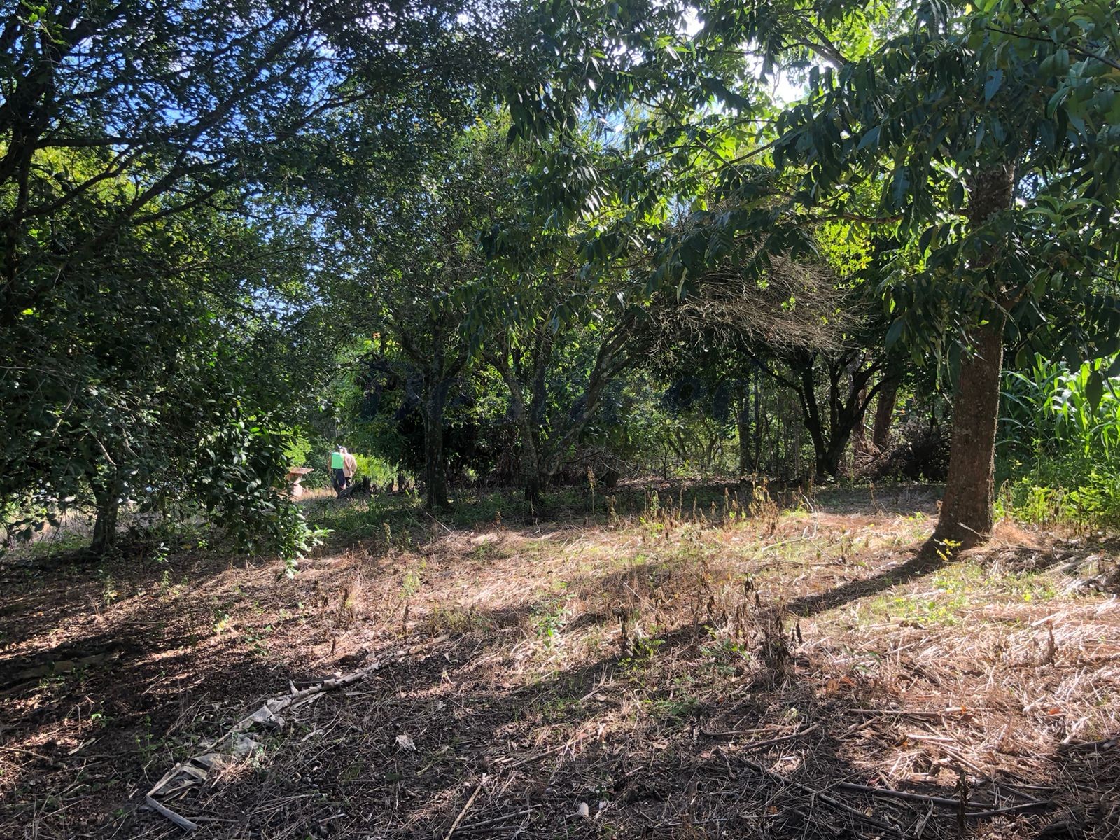 Terreno para Venda no bairro Centro em Rolante