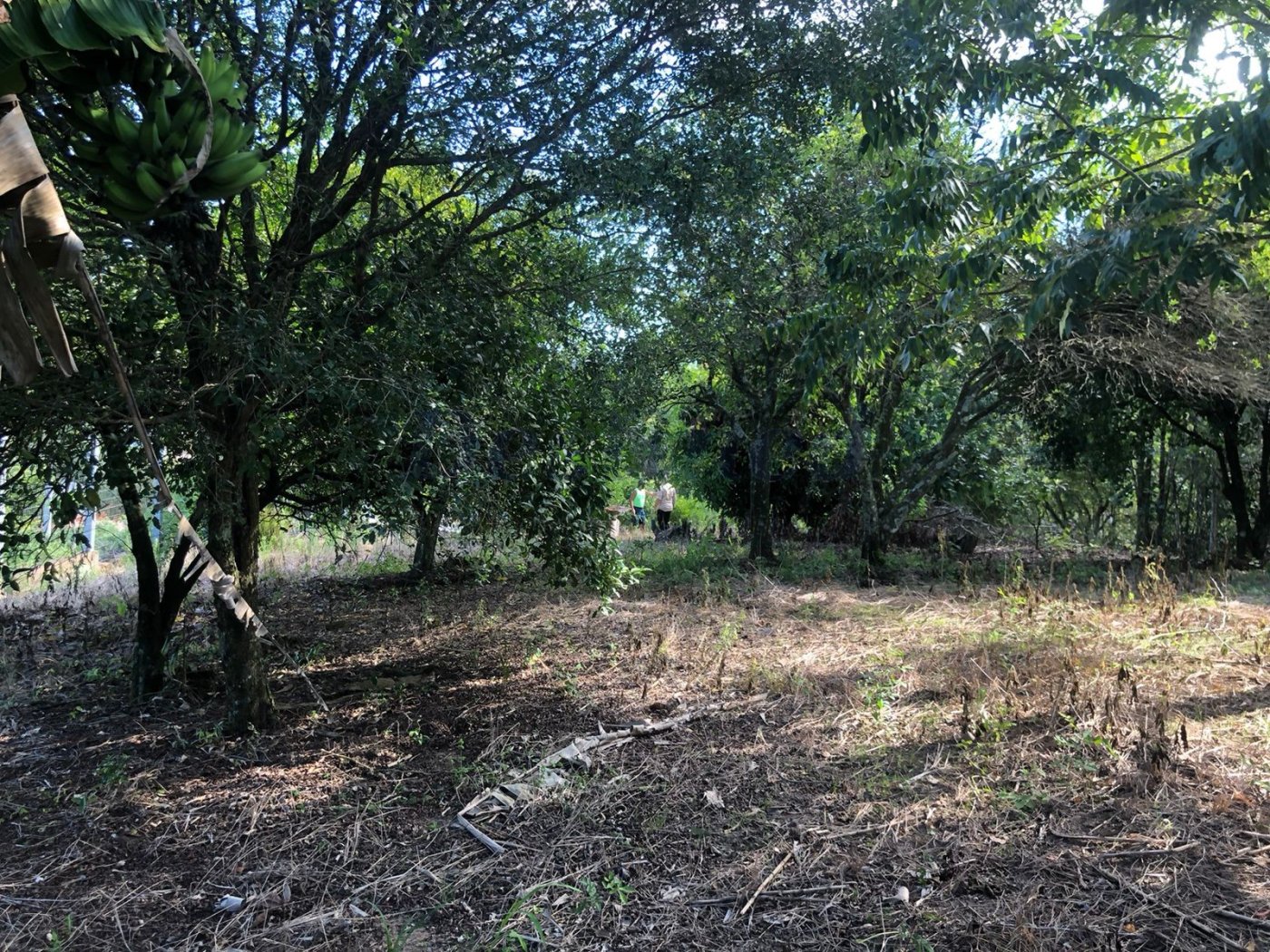 Terreno para Venda no bairro Centro em Rolante