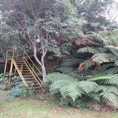 Terreno para Venda em São Francisco de Paula