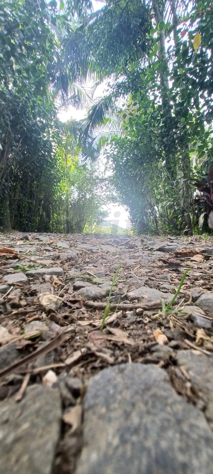 Sítio / Chácara 2 quartos para Venda no bairro Hercílio Luz em Araranguá