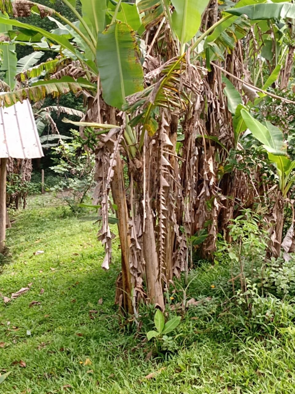 Sítio / Chácara 2 quartos para Venda no bairro Centenário em Sapiranga